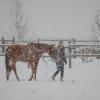 Прогулка на конюшне во время снегопада. :: Павел Крутенко