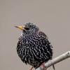 Обыкновенный скворец (лат. Sturnus vulgaris) :: Денис Ветренко