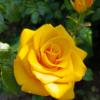 Роза желтая :: Татьяна Пальчикова