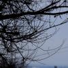 Холодно деревьям :: Юрий Гайворонскiий
