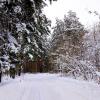 По дорожке в зимний лес :: Наталья ***