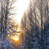Январское солнце :: Елена 