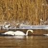 ...лебеди в феврале... :: Александр Герасенков