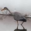 Серая цапля :: Лина 