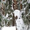 Причуды зимнего леса. :: Милешкин Владимир Алексеевич 