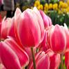 Тюльпаны :: Наталья 