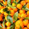 Зимние мандарины — самые сладкие :: Валерий Иванович