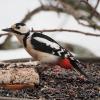 Еще один посетитель птичьей столовой :: Мария К.
