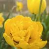 тюльпан полный желтый :: Слава Коломойцев