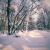 Зимними аллеями :: Наталья Лакомова