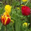 Тюльпаны :: Freddy 97