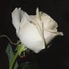Белая розочка :: Наталья ***