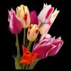 Букет тюльпанов :: Наталья ***