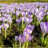 Целое поле крокусов! :: Лия ☼