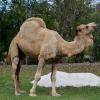 Верблюд :: Savayr 