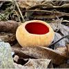 Проснулись грибочки в лесу. Саркосцифа алая. :: Валерия Комова