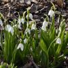 Первые подснежники расцвели в Аптекарском огороде :: <<< Наташа >>>