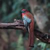 Красноголовый трогон :: Yudong Liu