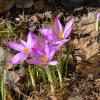 Первые крокусы в Кубинке... :: Константин Анисимов