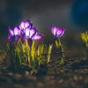 Крокусы на солнце :: Игорь Шевченко