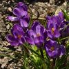 Крокусы :: <<< Наташа >>>