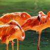 Фламинго :: SanSan 