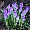 Крокусы :: Рита Симонова