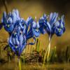 Ирисы :: Игорь Шевченко