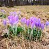 Март, крокусы, красота! :: Лия ☼