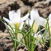 Белые крокусы :: Мариша Тим