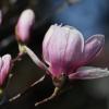 Магнолия :: Светлана Тихонина