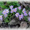 Нежность крокусов :: Елена Сухорученкова