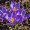 Апрель. Крокусы :: Наталья Rosenwasser