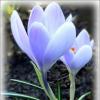 Крупноцветковые крокусы :: Елена Сухорученкова