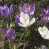 Крокусы весенние :: Дмитрий Никитин