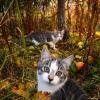 Коты в саду :: Лилия
