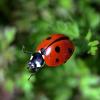 Божья коровка :: Tina Kott