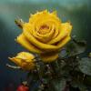 Желтая роза под дождем :: Наталья ***
