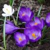 Крокусы :: Рита Симонова