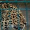 Леопард :: Александр Леонов