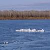 Весенний Иртыш. :: сергей ермошкин