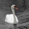 Лебеди :: Рита Симонова