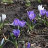 Крокусы :: Олег