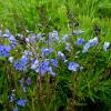 Голубые цветы. :: nadyasilyuk Вознюк