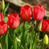 Цветут тюльпаны :: Юрий. Шмаков