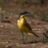 Western Yellow Wagtail [flava] :: Yudong Liu