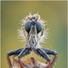Ктырь.Robber fly. :: Александр Григорьев