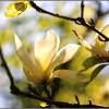 Магнолия цветет :: ZNatasha -
