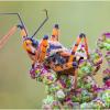 Клоп (Rhynocoris punctiventris) :: Александр Григорьев