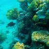 Палитра рифов Красного моря :: Сергей Сомихин